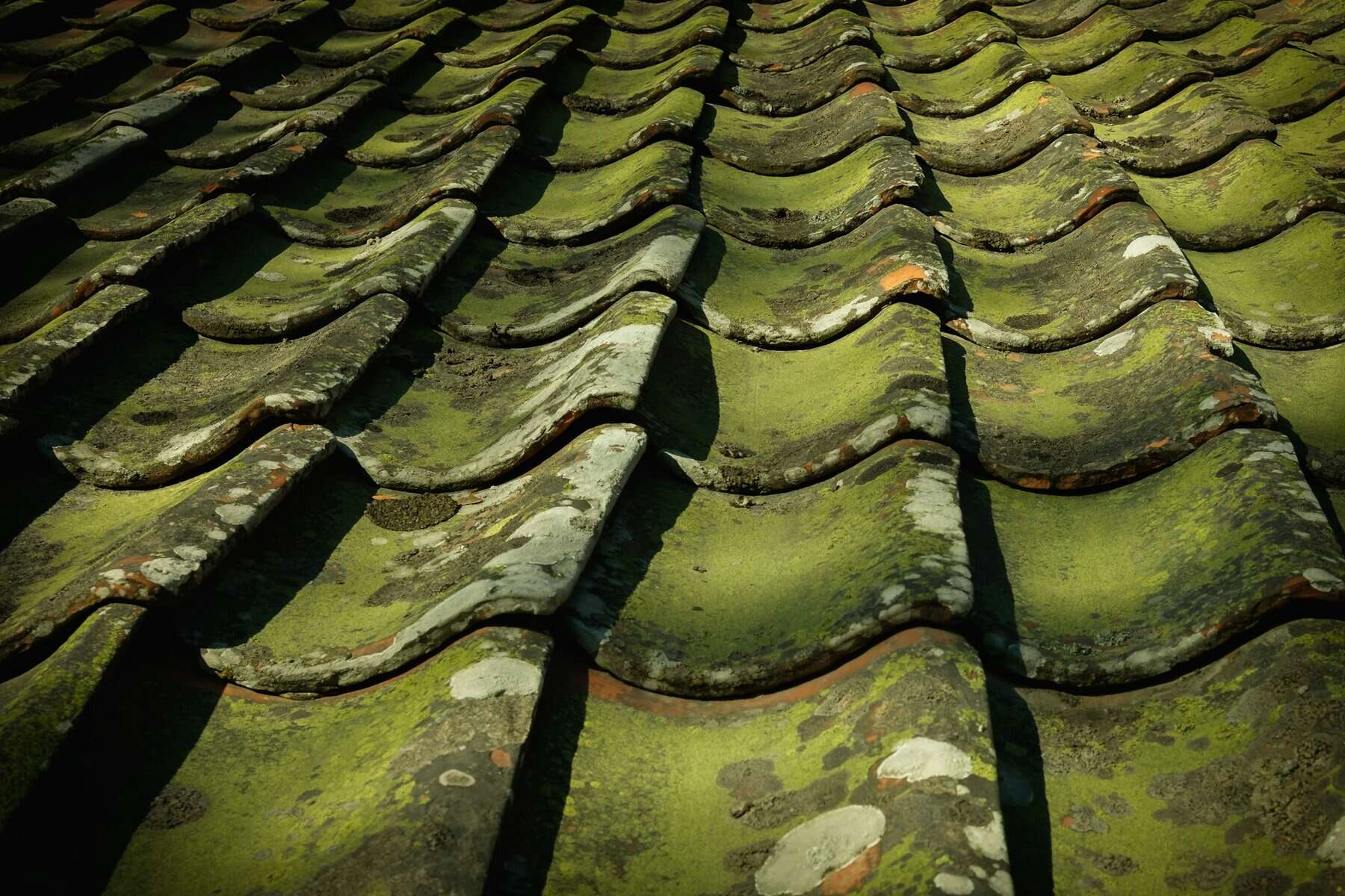 Moss growing on roof